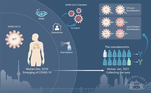 新冠康复者中和抗体持久性规律获揭示