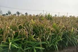 老家的生姜图片