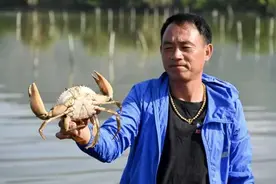 一只青蟹的成长史丨小珍鲜做成大产业 宁海美味走上全国餐桌图片