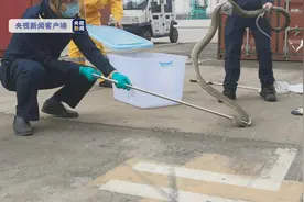 张家港海关截获4米长活体眼镜王蛇，具有极大毒性图片