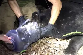 美国一只母熊头部套在塑料桶里至少1个月 被成功解救图片