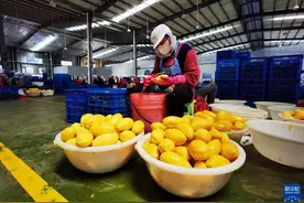 通讯：新一季柬埔寨芒果干开始出口中国了图片