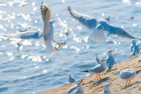 回来了！回来了！真的回来了！图片