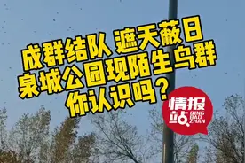 鸟儿成群铺天盖地！济南多地现“雀桥”奇观，情报员抓拍精彩瞬间图片