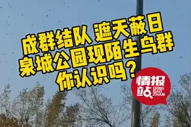 鸟儿成群铺天盖地！济南多地现“雀桥”奇观，情报员抓拍精彩瞬间图片
