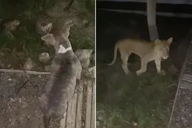 网友带爱犬散步狗狗突然不安 结果路边出现一只小狮子图片