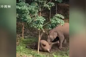 心碎！印度一头小象触电死亡，象妈不停轻抚欲唤醒孩子图片