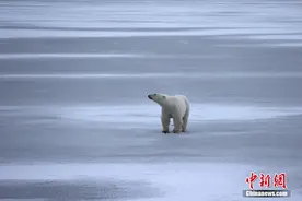 加拿大哈德逊湾北极熊遭遇暖冬图片