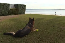 美国一海滨豪宅的主人竟是牧羊犬，这条狗是什么来头？视频封面