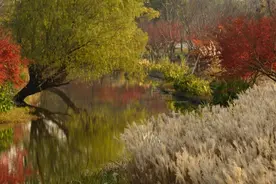 枫”华正茂！花开海上生态园已美成“颜值天花板”图片