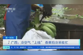 拼速度！广西冷空气“上线”，香蕉怕冷采收忙图片