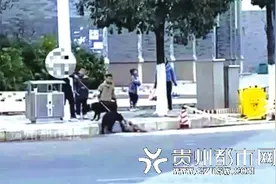 两条狗当街咬死猕猴 狗主人：只是想吓吓它图片