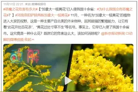 这种“花”已入侵浙江多地，杭州也有！看到请立即报告……图片