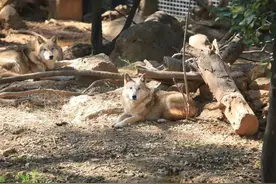 动物园狼馆上演《甄嬛传》，前任狼后携子回群暗战新狼后图片