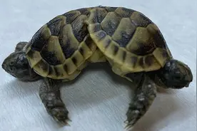 土耳其棉花堡发现罕见连体乌龟 长六条腿共用下半身图片