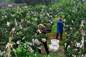 丹棱果冻橙田间多年布局 一朝拼购成爆款图片