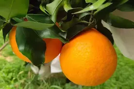 可徒手榨汁 柑橘界“顶流”爱媛38号价格不似从前图片