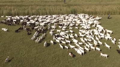 珐埃莉山羊奶身体乳擦脸吗