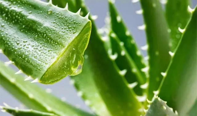 身体乳是往哪里抹的