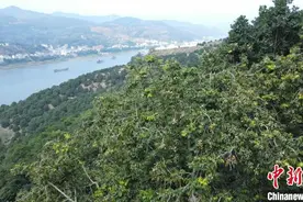 福建闽清：橄榄产业铺就乡村致富路图片