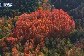 初冬的栗子坪 漫山遍野映山红图片