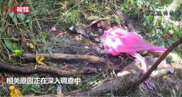 鸡皮疙瘩系列txt免费下载