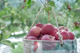 「北广购物」大凉山盐源丑苹果，20°高甜，脆爽多汁，果香浓郁，越丑越好吃图片