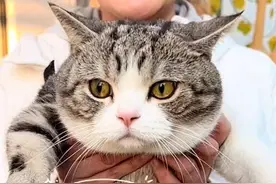 代入感超强！猫咪视角下的山东农村有多绝？千万网友跟着小猫上树又爬墙...图片