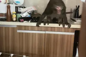 猴子徒手爬30楼，入户女主播家打劫！网友：阳台上放个假唐僧图片