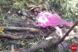生死哀牢山：4名地质调查队员在原始森林无人区的最后轨迹图片