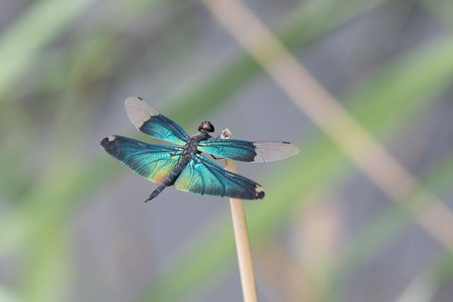 “蜻蜓王国”寻路人