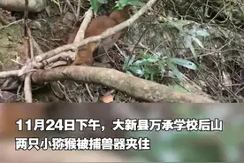 崇左大新县两只小猕猴误踩捕兽器，救援人员及时助其脱困图片