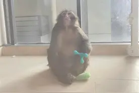 爬30多层“打劫”女主播的猕猴还有千余同伙，贵阳相关部门准备“瓦解”它们图片