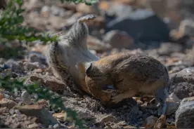 美国鼠兔打斗名场面 先发制人方能出奇制胜图片