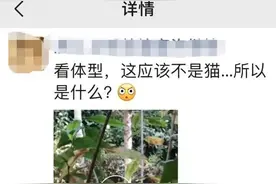 到底是啥？杭州良渚文化村有人拍到一只“奇怪小动物”，真相让人意外图片