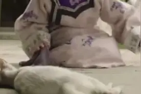 电视剧《当家主母》中小猫被重摔死亡？剧组的还原视频来了图片