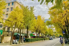 蝴蝶、玫瑰、小动物......今年的落叶真被玩出了“花”图片