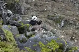 巡护员目击大熊猫啃食羚牛骨头，证明大熊猫也吃肉图片