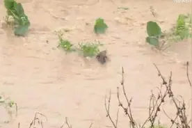 印度一小狗被洪水冲走 消防员跳入水中将其救出图片