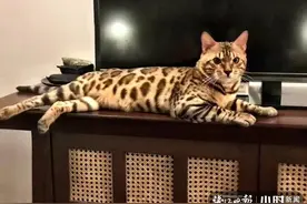 前几天良渚文化村发现的“怪猫”有主人，她给小时新闻发来清晰大图：哇，好漂亮图片