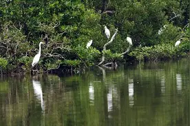 海南追责围填海破坏红树林等破坏生态问题：57人被处理图片