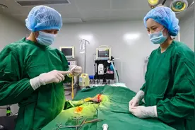 为抢王位，美猴单挑猴王战败，又遭群殴，命悬一线……图片