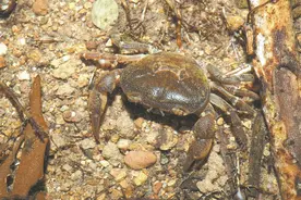 90后学者发现新物种命名“深圳巨腹蟹”“傲娇”溪蟹爱干净图片