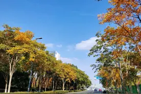 这种天然“洗手皂”，你知道吗？图片