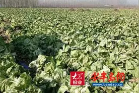胶州铺集潘金铜：胶河水喂出百亩胶白，刚上市被买走大半图片