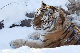 日媒：俄境内东北虎数量回升 已达600头左右图片