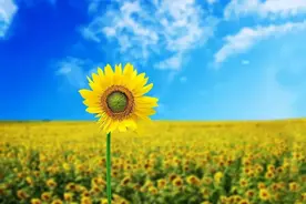 “心理”话 | 培养孩子健全人格，这四种积极心理品质缺一不可图片