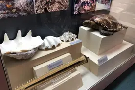 走私罚没的象牙、穿山甲，除了销毁封存还能怎样？在上海，博物馆接管了图片