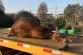 “我在高速上撞了两头牛……”高速行车中遇到小动物，是避？还是撞？图片