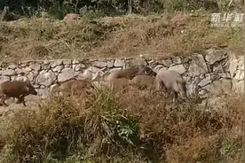 热点快追｜野猪下山“做客” 农田之安亟待解决